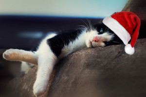 Süße schwarzweiße Katze mit Weihnachtsmann Mütze hängt lässig über einer Sessellehne, Kopf auf der Lehne, ein Bein hängt runter ...